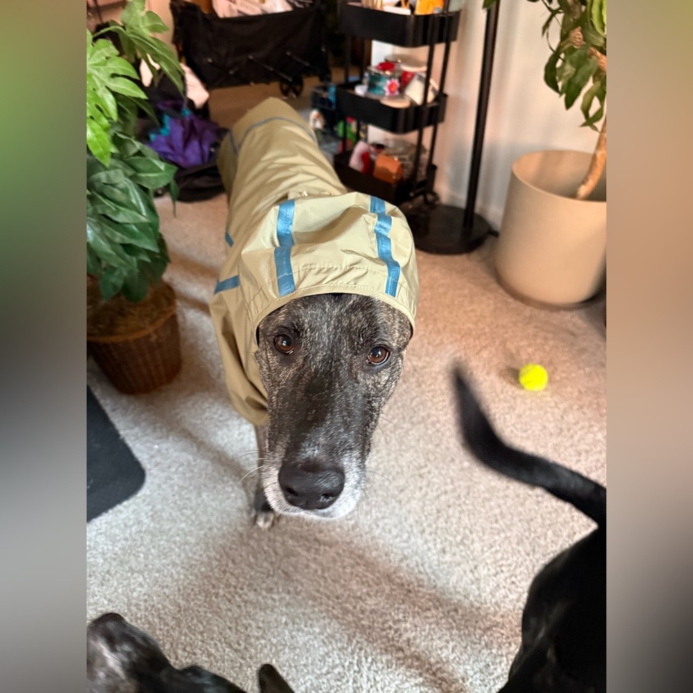 Reddy Green / Tan Dog Raincoat with Blue Accents XXXL